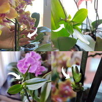 Keiki Cloning Paste Special Cytokinin Formula Gives a New Baby Orchid (Keiki) in Weeks-Can Be Used on All Kinds of Orchids and Also House Plants (0.33oz)
