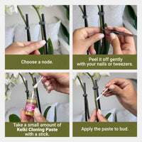 Keiki Cloning Paste Special Cytokinin Formula Gives a New Baby Orchid (Keiki) in Weeks-Can Be Used on All Kinds of Orchids and Also House Plants (0.33oz)