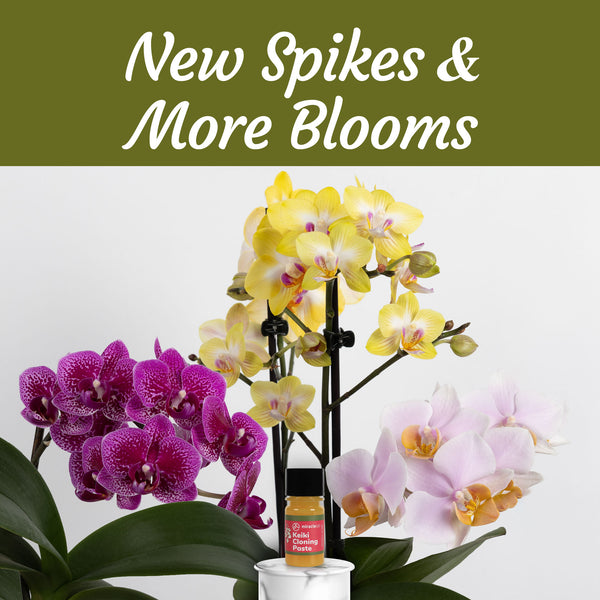 Keiki Cloning Paste Special Cytokinin Formula Gives a New Baby Orchid (Keiki) in Weeks-Can Be Used on All Kinds of Orchids and Also House Plants (0.33oz)